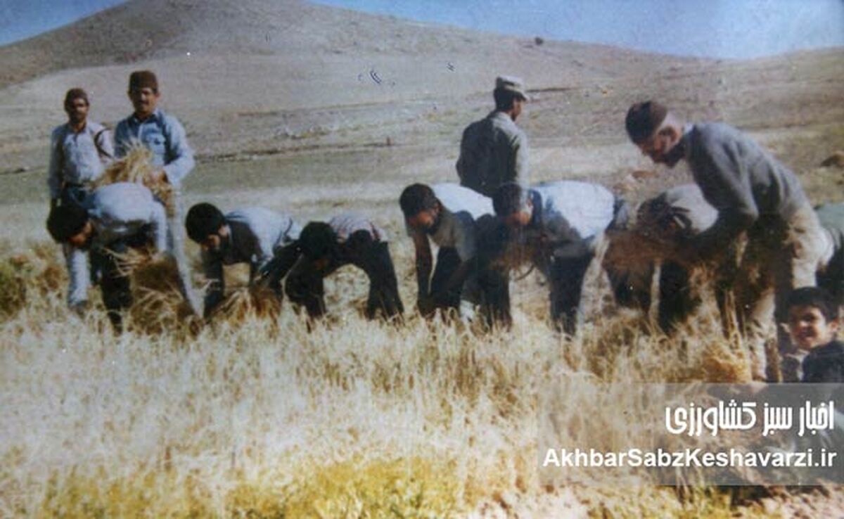 آموزش کشاورزی: از شبدر دهه ۴۰ تا مشارکت ملی در انتخاب ارقام