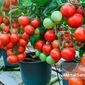 کاشت و پرورش سبزی و صیفی در منزل