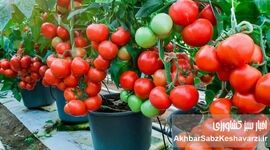 کاشت و پرورش سبزی و صیفی در منزل