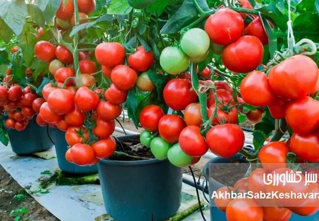 کاشت و پرورش سبزی و صیفی در منزل