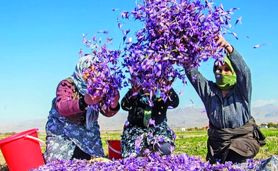 پتانسیل تولید هزار تن زعفران در کشور

