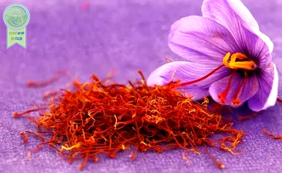 زعفران ارزان شد

