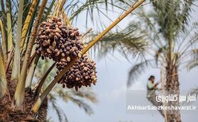 ​خرمای گران، نخلدار فقیر؛ ریشه‌های پنهان ناترازی در زنجیره تولید تا مصرف خرما