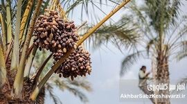 ​خرمای گران، نخلدار فقیر؛ ریشه‌های پنهان ناترازی در زنجیره تولید تا مصرف خرما