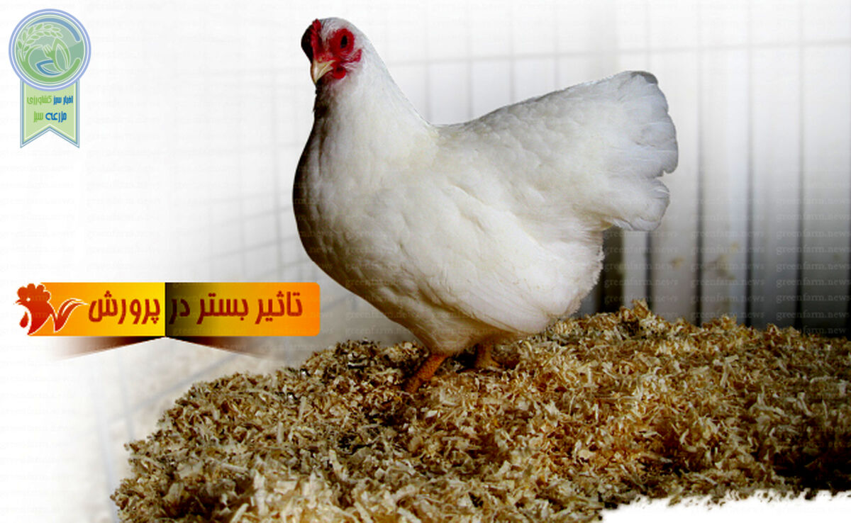 تاثیر بستر در پرورش مرغ

