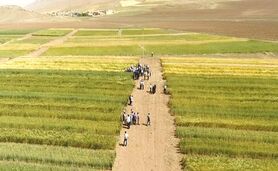 در غیبت بنیان‌گذاران طرح جهش تولید در دیمزارها

