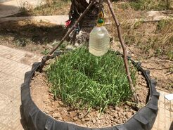 ابتکار شهروند گلستانی در پرورش سبزی و صیفی+ ویدئو

