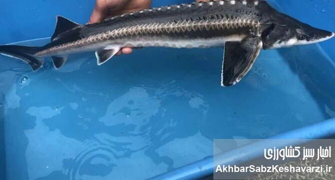 امید تازه به «فسیل‌های زنده»؛ خاویاری‌ها به رودخانه تجن بازمی‌گردند؟
