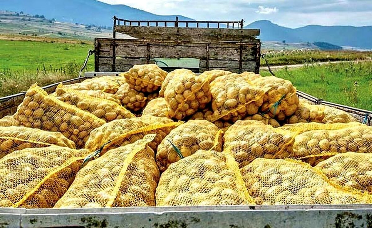 آغاز محدودیت صادرات حبوبات و سیب‌زمینی برای تنظیم بازار داخلی از امروز

