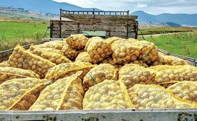 آغاز محدودیت صادرات حبوبات و سیب‌زمینی برای تنظیم بازار داخلی از امروز

