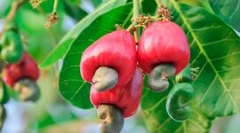 کشت بادام هندی برای کسب ثروت افسانه‌ای+ ویدئو