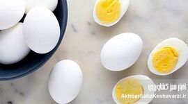 ​هفته‌ای چند بار تخم‌مرغ بخوریم؟ پاسخ متخصصان درباره مصرف تخم‌مرغ

