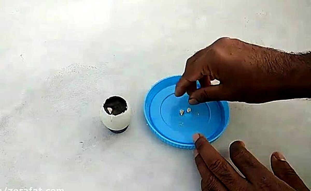 با یک تخم مرغ درخت نارنگی بکار+ ویدئو
