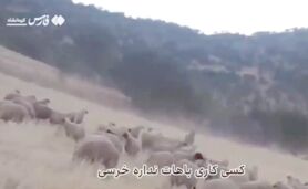 دلداری چوپان ایرانی به خرس+ ویدئو

