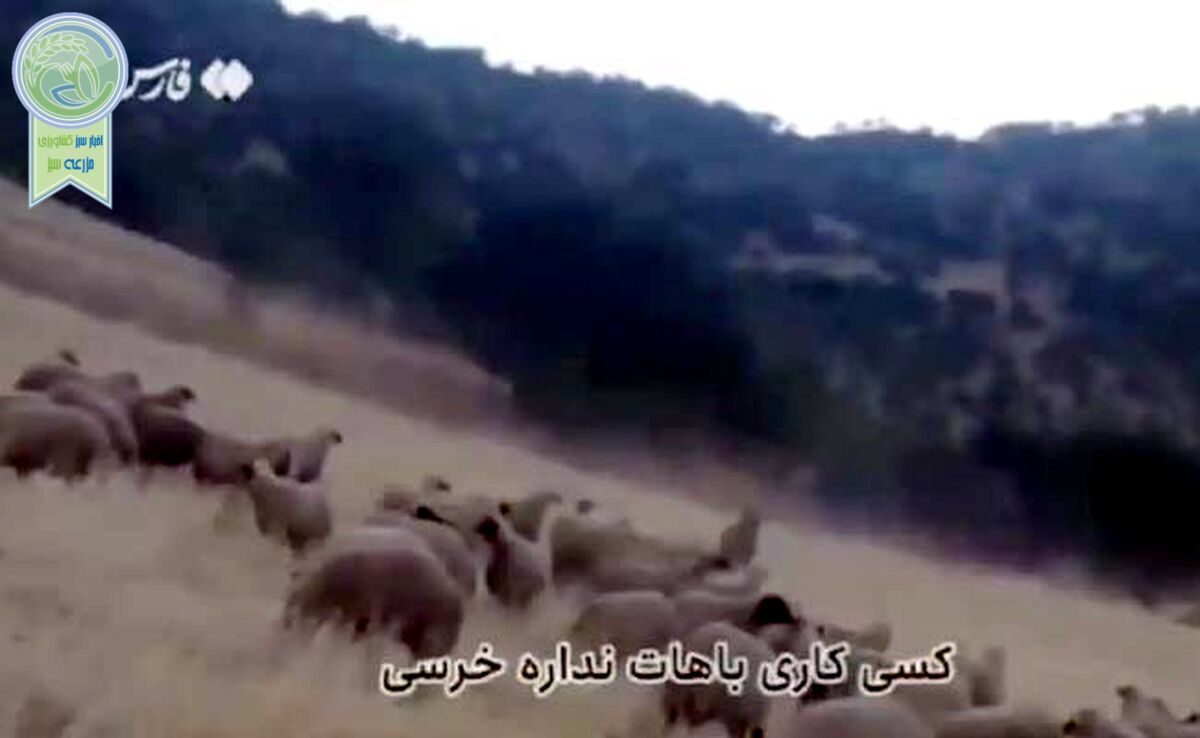 دلداری چوپان ایرانی به خرس+ ویدئو

