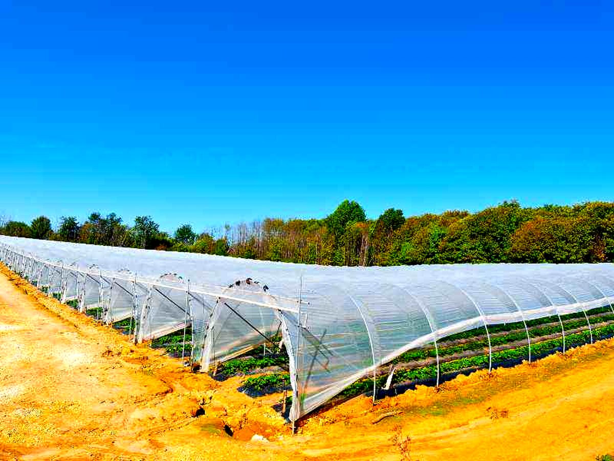تصفیه آب شور؛ راهکار طلایی گلخانه‌های ایران در مناطق کم‌آب