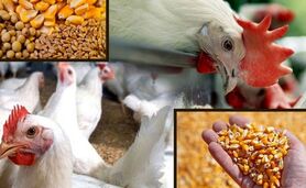 قیمت نهاده های دامی و کشاورزی ۲۵ اردیبهشت ۱۴۰۳+ جدول

