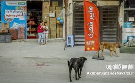 مرگ کودک در سنندج؛ بحران سگ‌های بلاصاحب به نقطه هشدار رسید

