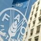 هشدار فائو درباره بازار جهانی غذا؛ قیمت‌ها صعودی شد و پیش‌بینی تولید غلات کاهش یافت