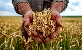 سهم ۳.۵ میلیون هکتاری گندم از طرح جهش دیمزارها

