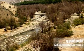 خاموشی سبز جاجرود؛ چرا بیدستان‌های شرق تهران خشک شدند؟