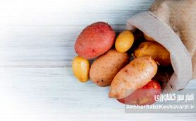  راز ماندگاری سیب‌زمینی؛ چگونه تا ۶ ماه بدون پوسیدگی نگه داریم؟
