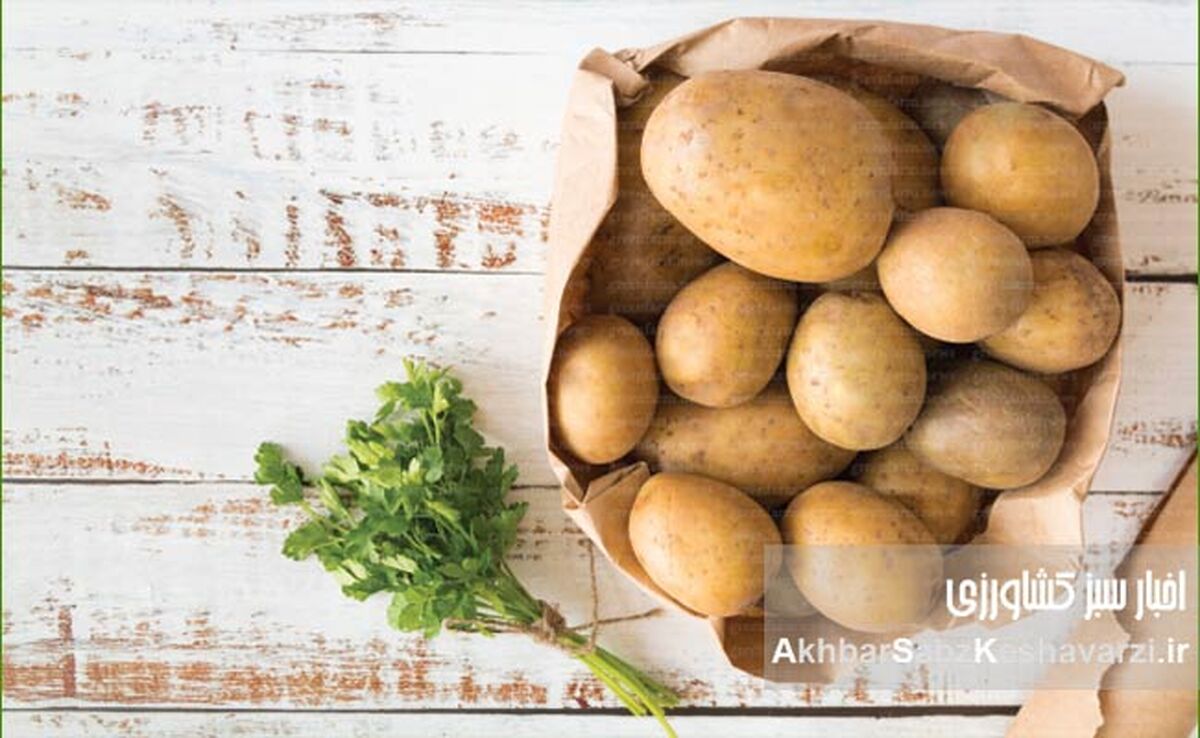سیب‌زمینی؛ گنج پنهان خاک: کدام نوع، برای چه غذایی؟