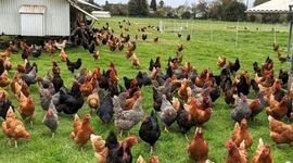 مزرعه‌ایی برای تولید و پرورش انواع ماکیان و محیطی توریستی آموزشی+ ویدئو

