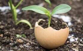 خواص معجزه آسای پوسته تخم مرغ برای گیاهان

