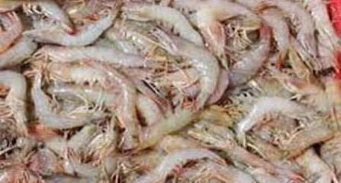 برداشت 4 هزار و 100 تن میگو در گمیشان و آمادگی گلستان برای صادرات جهانی