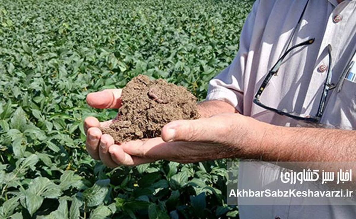 کرم‌های خاکی: مهندسان خاموش حاصلخیزی در مزارع گلستان؛ نقش حیاتی کست در کشاورزی حفاظتی