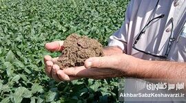 کرم‌های خاکی: مهندسان خاموش حاصلخیزی در مزارع گلستان؛ نقش حیاتی کست در کشاورزی حفاظتی