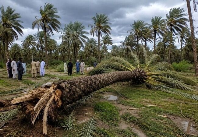 چرایی ناکارآمدی بیمه کشاورزی برای نخلداران ایران