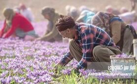 سود زعفران امسال به چه کسی می‌رسد؟