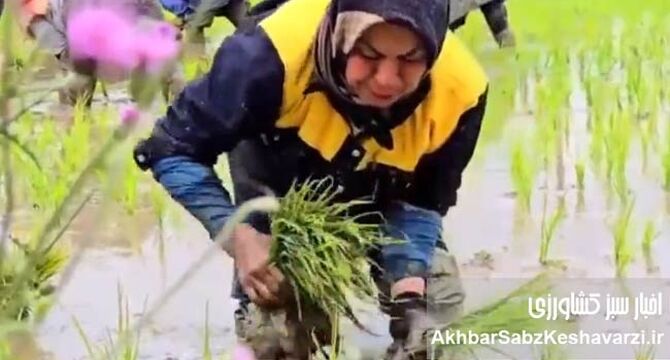 زنانی که امنیت غذایی جهان را می‌سازند+پادکست


