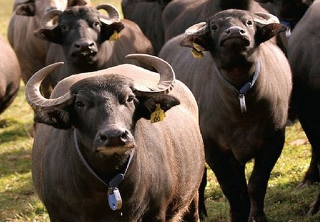 پرورش گاومیش؛ راهکار کم‌هزینه جبران خلأ تولید گوساله