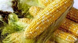 خواص شگفت‌انگیز ابریشم ذرت یا همان کاکل ذرت

