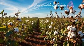 پیشگامان کشت پایدار و رتبه برگزیده ملی

