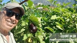 تحول در کشاورزی مدیترانه: مدیریت همزمان داربست، مالچ پلاستیکی و آبیاری قطره‌ای در مزارع بادمجان آلانیا+ویدئو