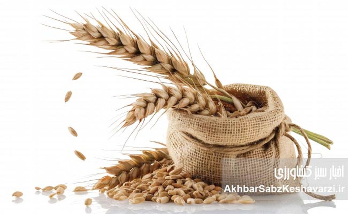 گندم‌های آینده؛ آیا بذرهای مقاوم به خشکی، نجات‌بخش امنیت غذایی‌اند؟