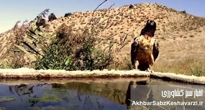 فرود تماشایی همای افسانه‌ای در ایران؛ شکار قاب قرن روبه‌روی دوربین+ویدئو