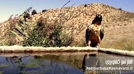فرود تماشایی همای افسانه‌ای در ایران؛ شکار قاب قرن روبه‌روی دوربین+ویدئو