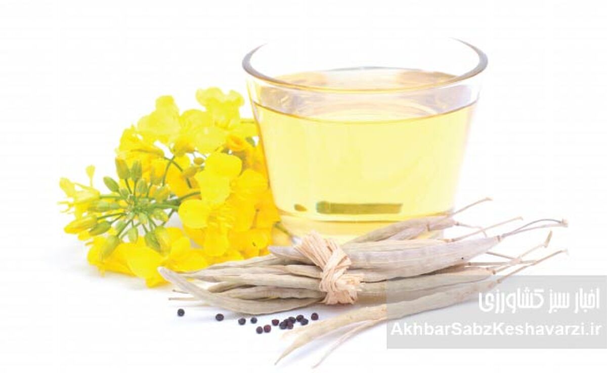 روغن‌های گیاهی؛ ناجی سلامت یا متهم خاموش سفره‌ها؟