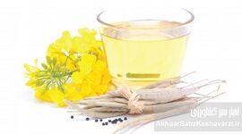 روغن‌های گیاهی؛ ناجی سلامت یا متهم خاموش سفره‌ها؟