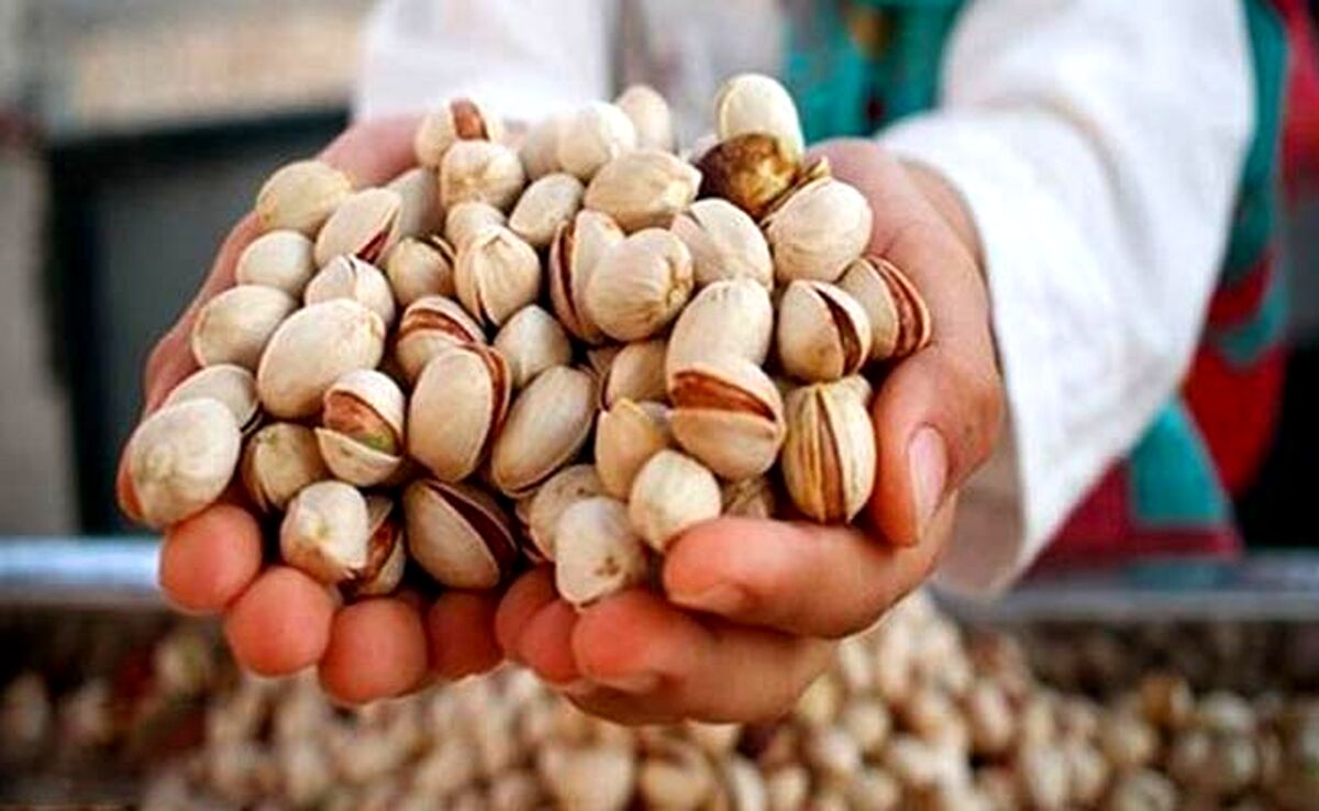 نابودی ۴۰ هزار تن پسته به دنبال قطعی برق!

