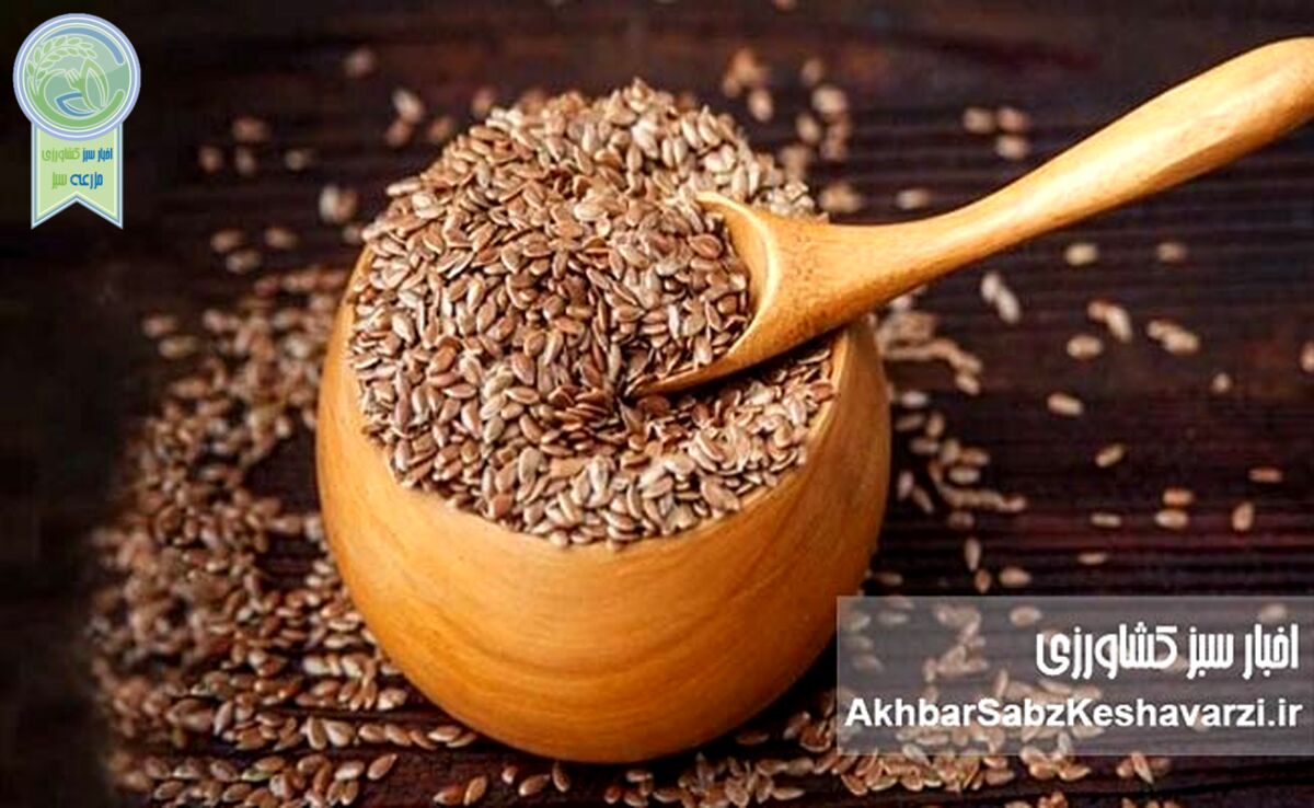 تخم کتان؛ راز سلامتی در یک دانه کوچک