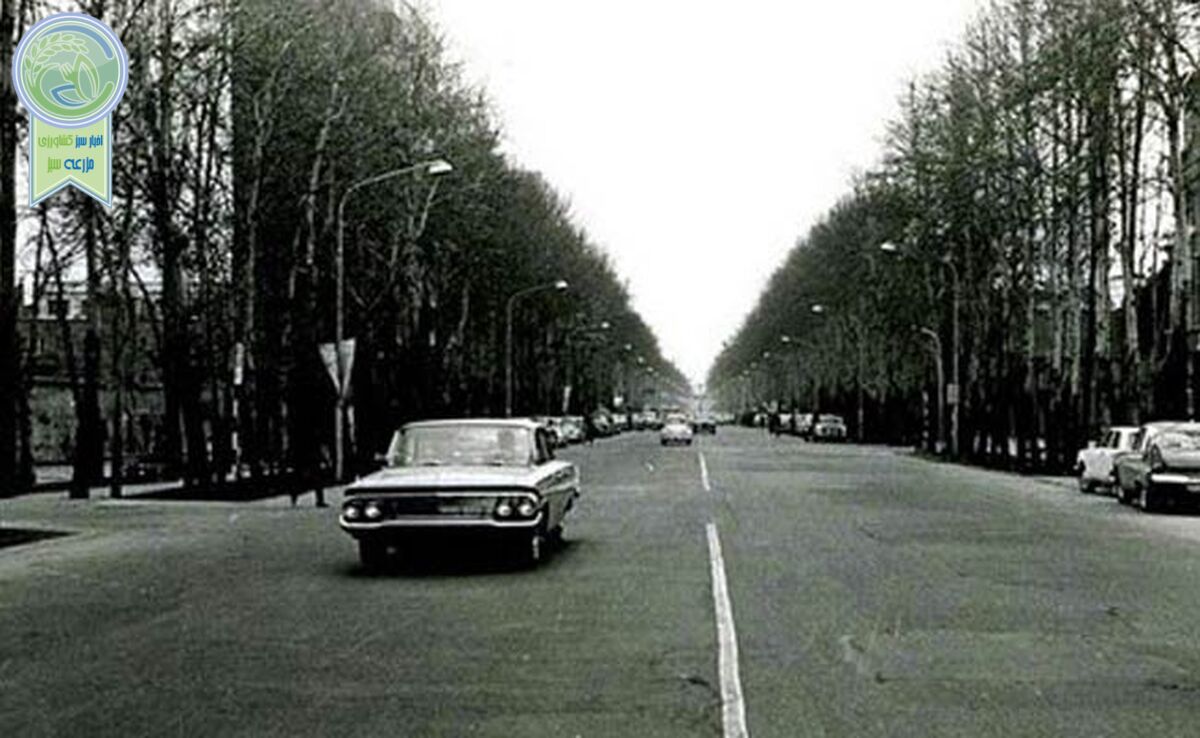 تهران شهر چنار

