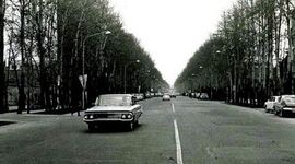 تهران شهر چنار

