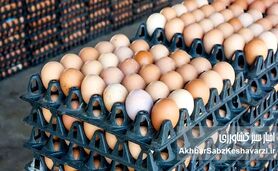 قیمت واقعی یک شانه تخم‌مرغ چقدر است؟ پاسخ صریح مرغداران