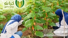 گام بلند شرکت «کرانه» در تحول کشاورزی کشور؛ هم‌افزایی دانش‌بنیان برای جهش تولید و امنیت غذایی + ویدئو
